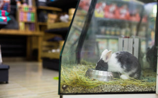 Pourquoi nous vous déconseillons d’adopter en animalerie ?