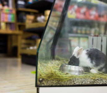 Pourquoi nous vous déconseillons d’adopter en animalerie ?