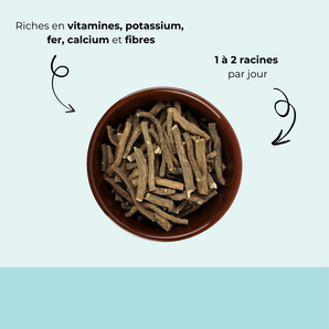 Racine de pissenlit séchée